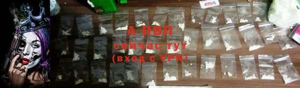 ГАЛЛЮЦИНОГЕННЫЕ ГРИБЫ Осинники